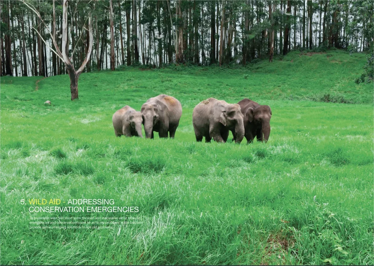 Elephant family in a green forest clearing for ESG storytelling